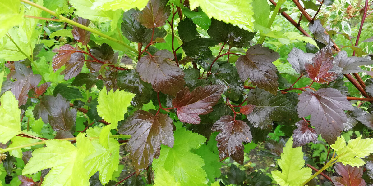 Пузыреплодники "Лютеус" и "Диабло" у меня на даче