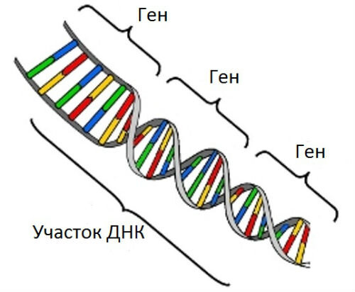 Хромосомные аберрации