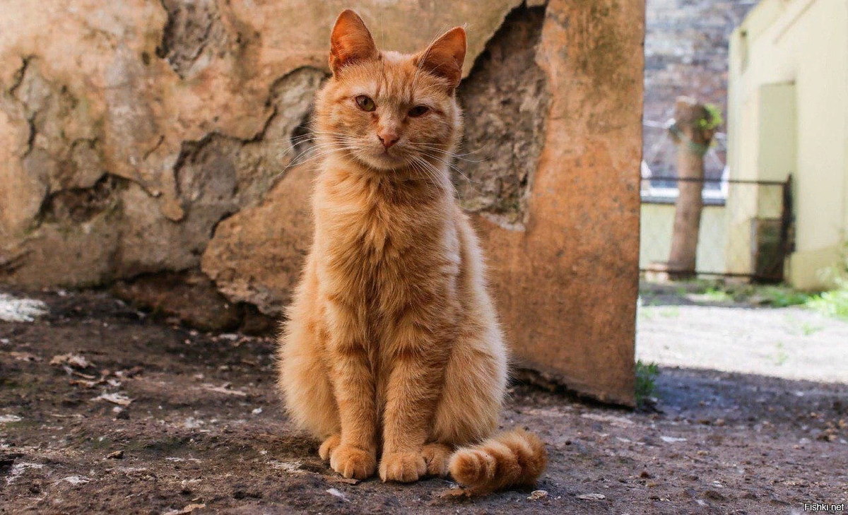 изображение из свободного доступа