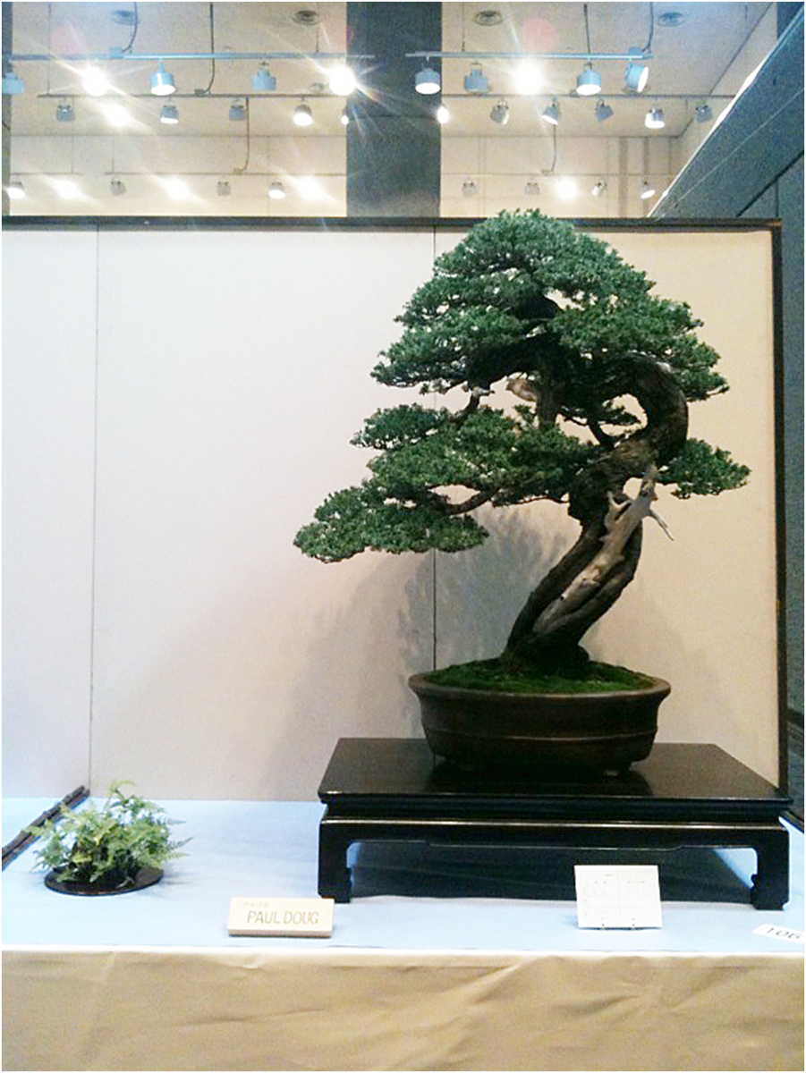 Японский болиголов (Tsuga diversifolia) Дуга Пола. 2010 г. 
Источник: http://www.magiminiland.org/Days/Kokufutenb.html#Photos
