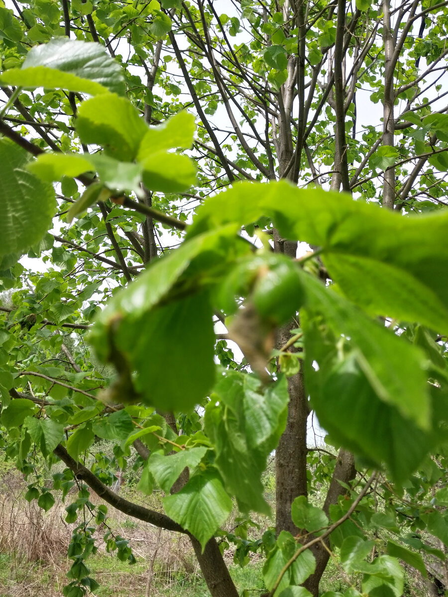 Вот такие листики у моей липы