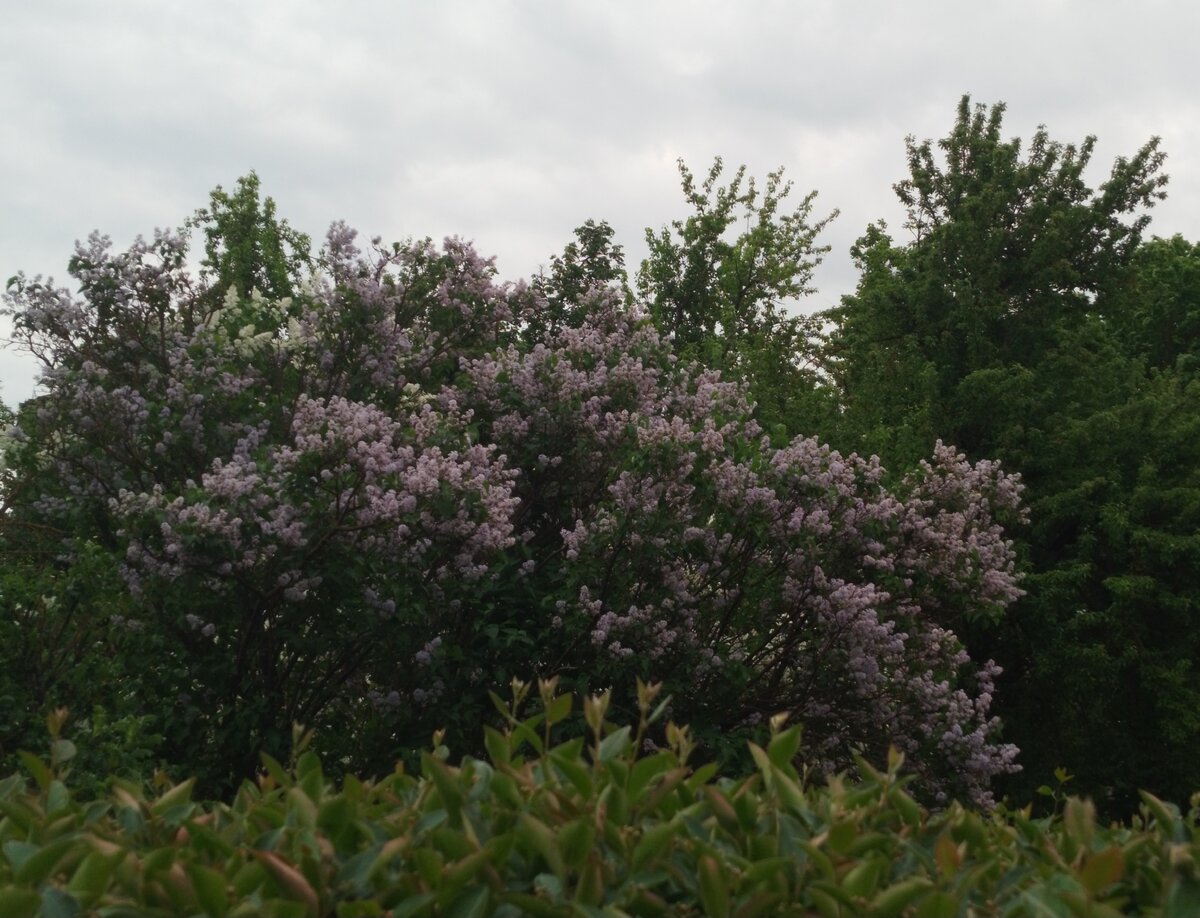 Рисуем сирень с художником Михаилом Левшиным.