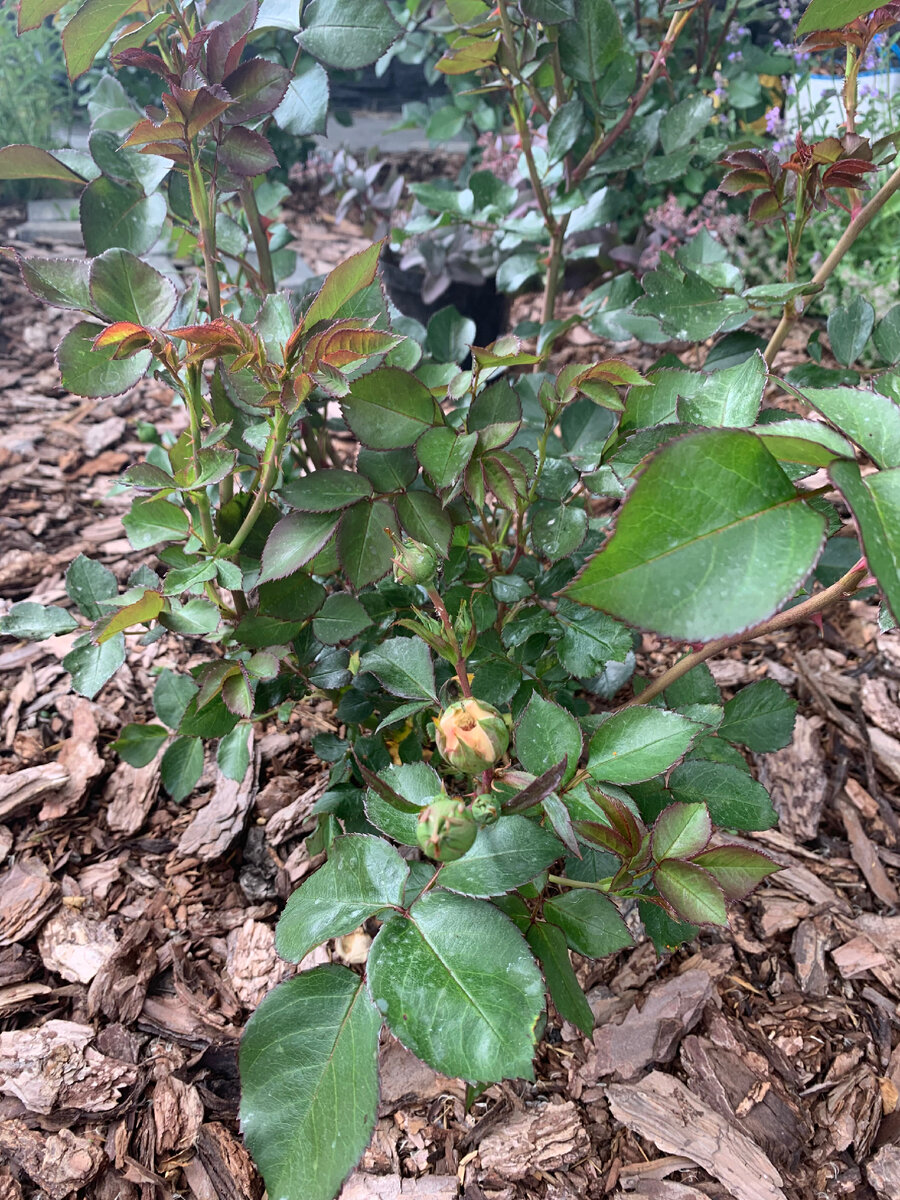 Мариятерезия