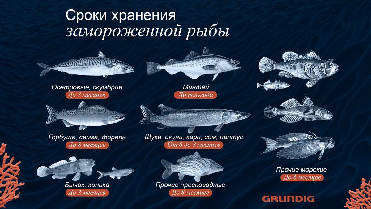 Вместительные морозильные камеры Grundig заморозят ваш улов и позаботятся о его сохранении на длительное время