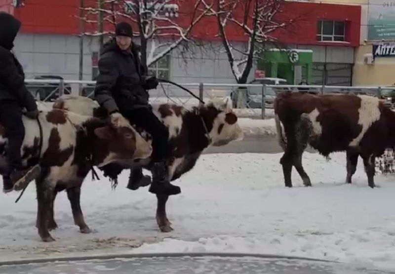 Скупщик скота. Брянский бык. Корова Российская. Корова в метро.