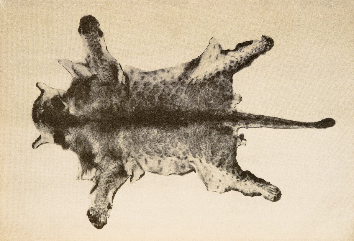 Та самая шкура и фактически единственное доказательство существования этого мистического кота. 