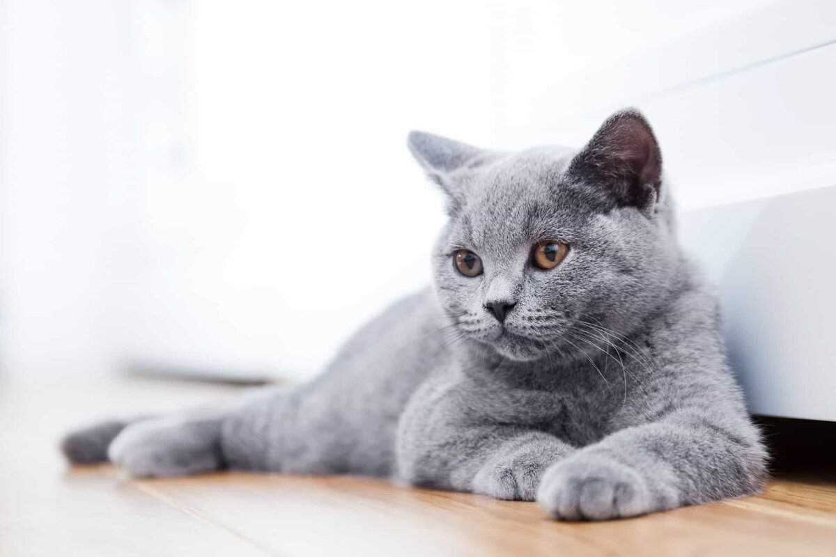 Британская короткошерстная