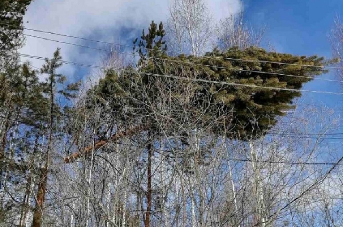    В Правобережном округе Иркутска на линии электропередач ветром повалило сосну.