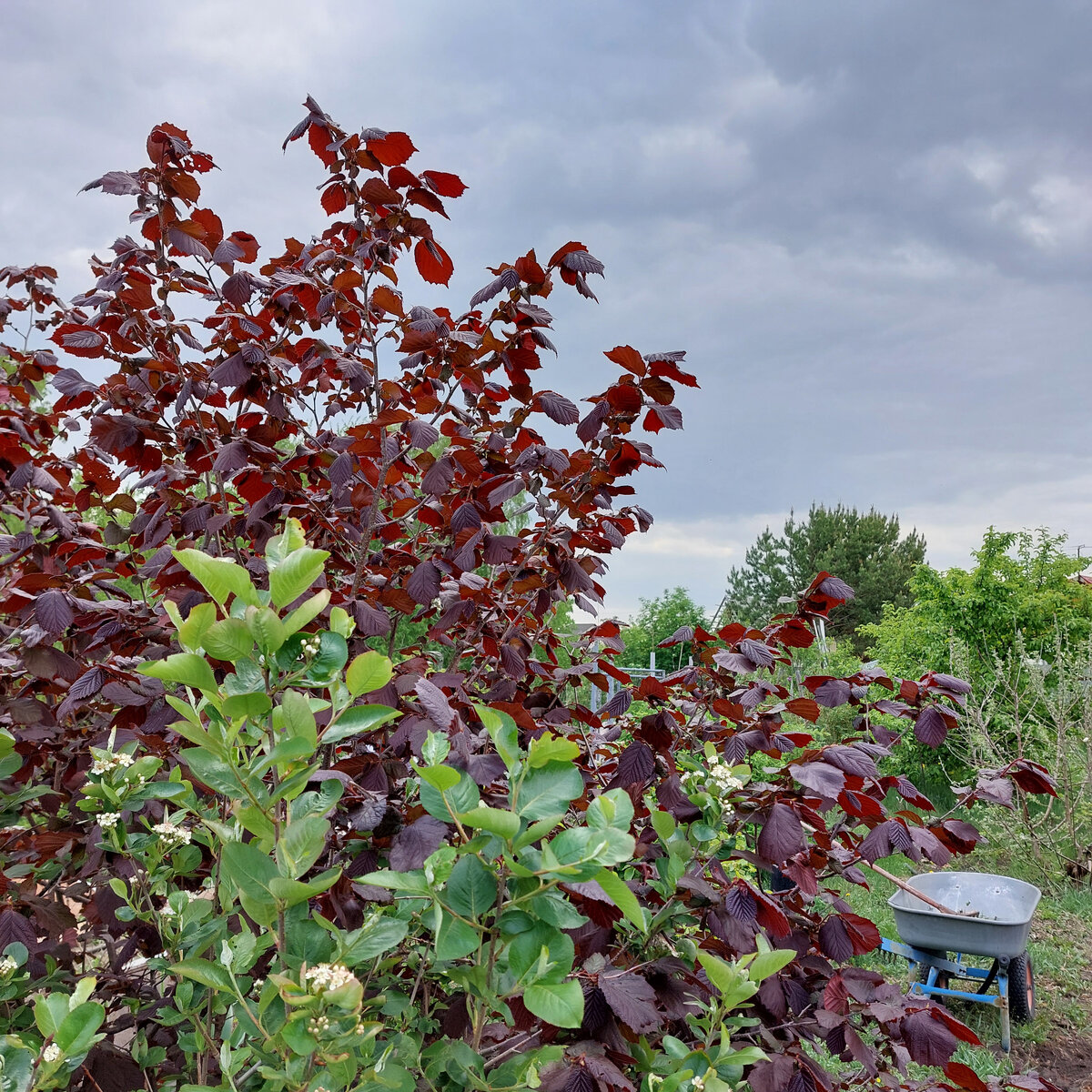 Будет вот такой красоты красивейшее растение=куст орешника. Его пока что не видно за тачкой садовой, но листики у него уже красные. Нам всем орешник краснолистный очень нравится.