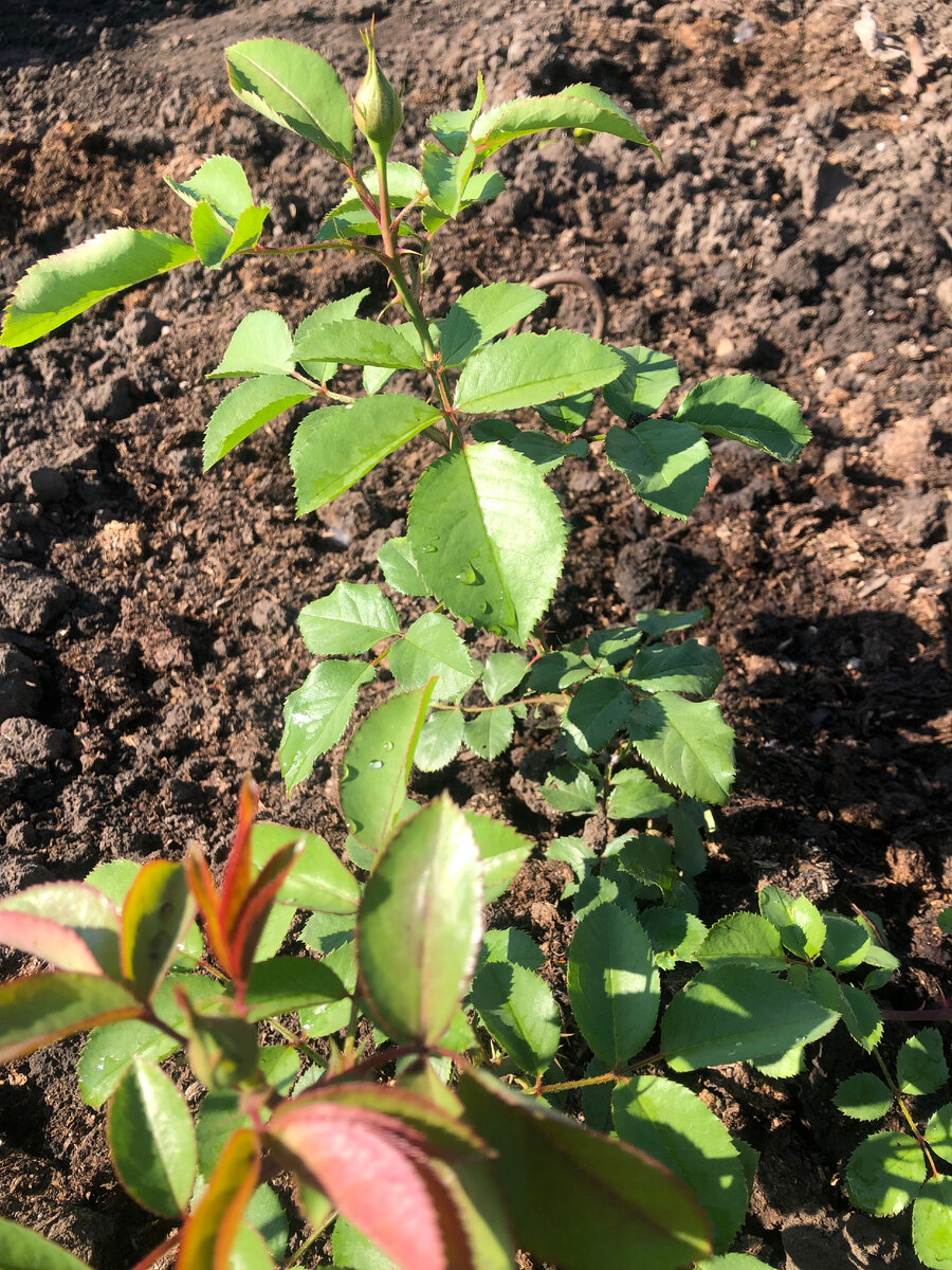 роза Юбилей принца Монако.