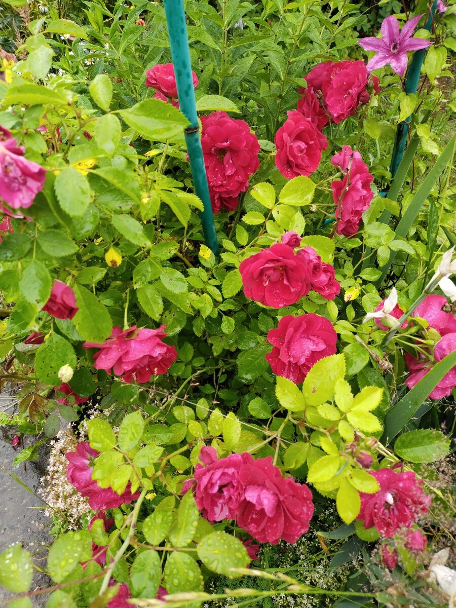 - Уууууууу! - как пароход гудела Буся, галопом несясь под дождём в ...