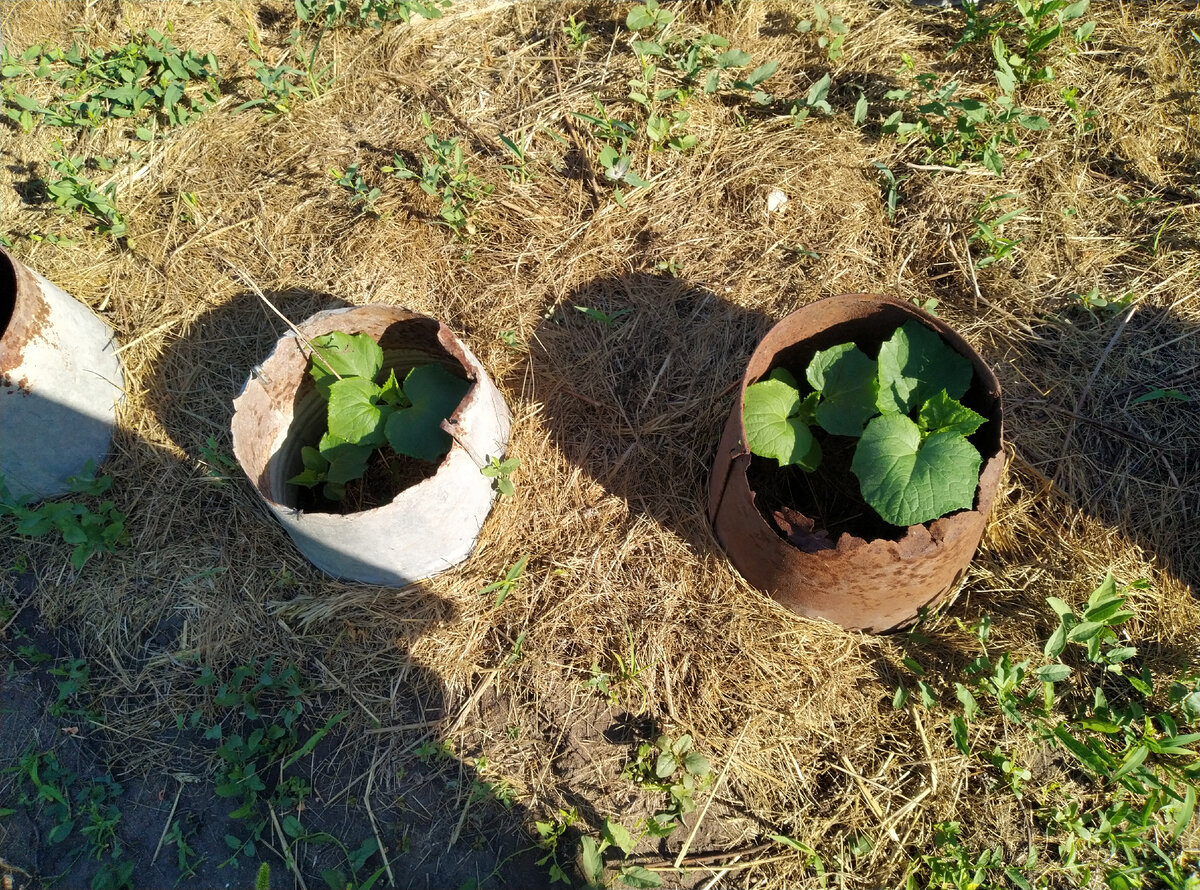 А в ведрах - вот!