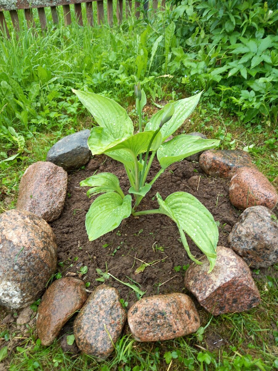 Хотста. Фото автора