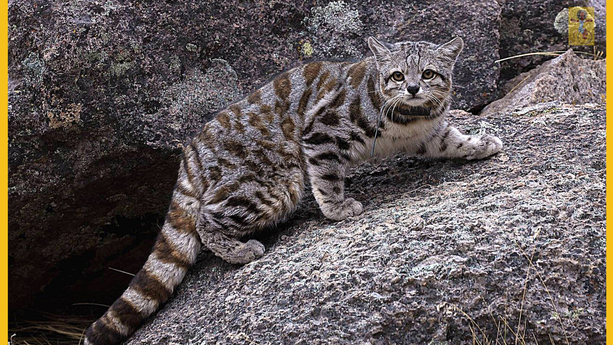 Кошка из лесов америки 6. Андская горная кошка. андская кошка leopardus jacobitus. леопардус паджерус. китайская кошка (felis bieti.