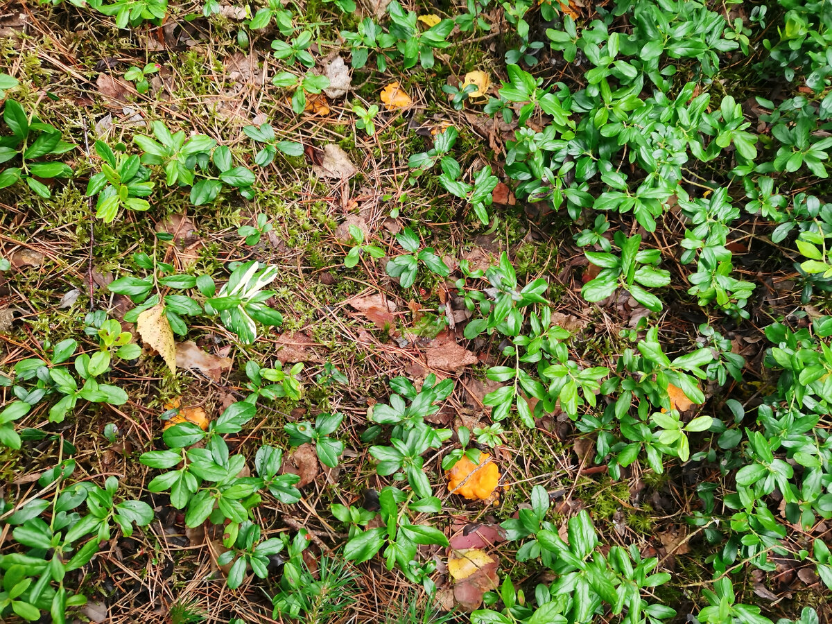 Сбор лисичек 