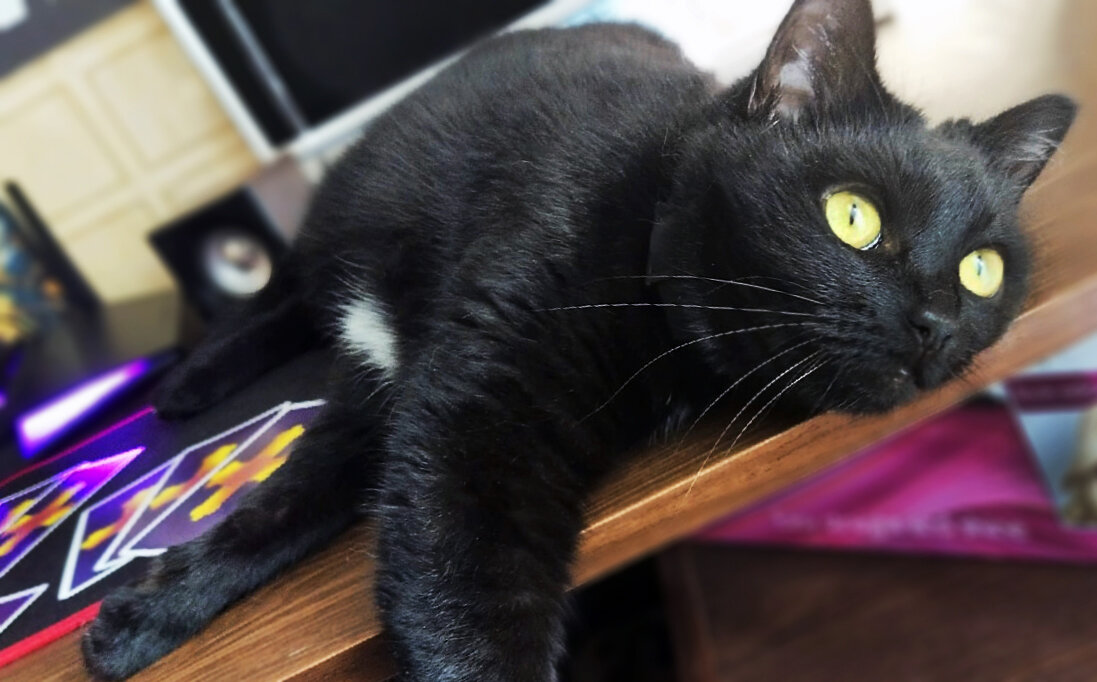 Чёрная кошка. Фото автора