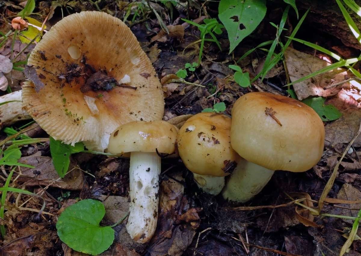 Валуи грибы фото и описание как готовить. Сыроежка лавровишневая. Russula grata. Сыроежка Миндальная. Валуи астраханские.