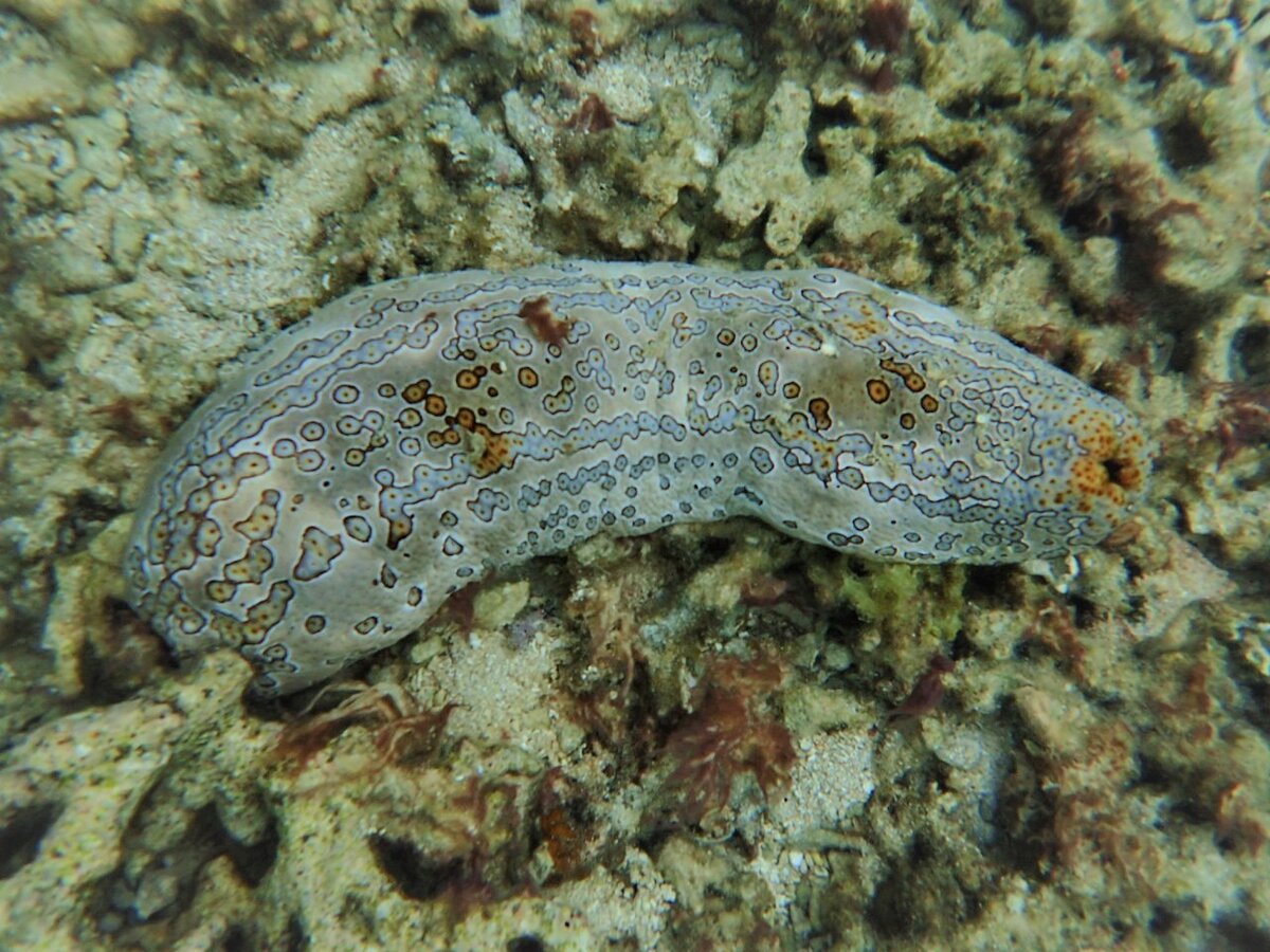 Морской огурец 