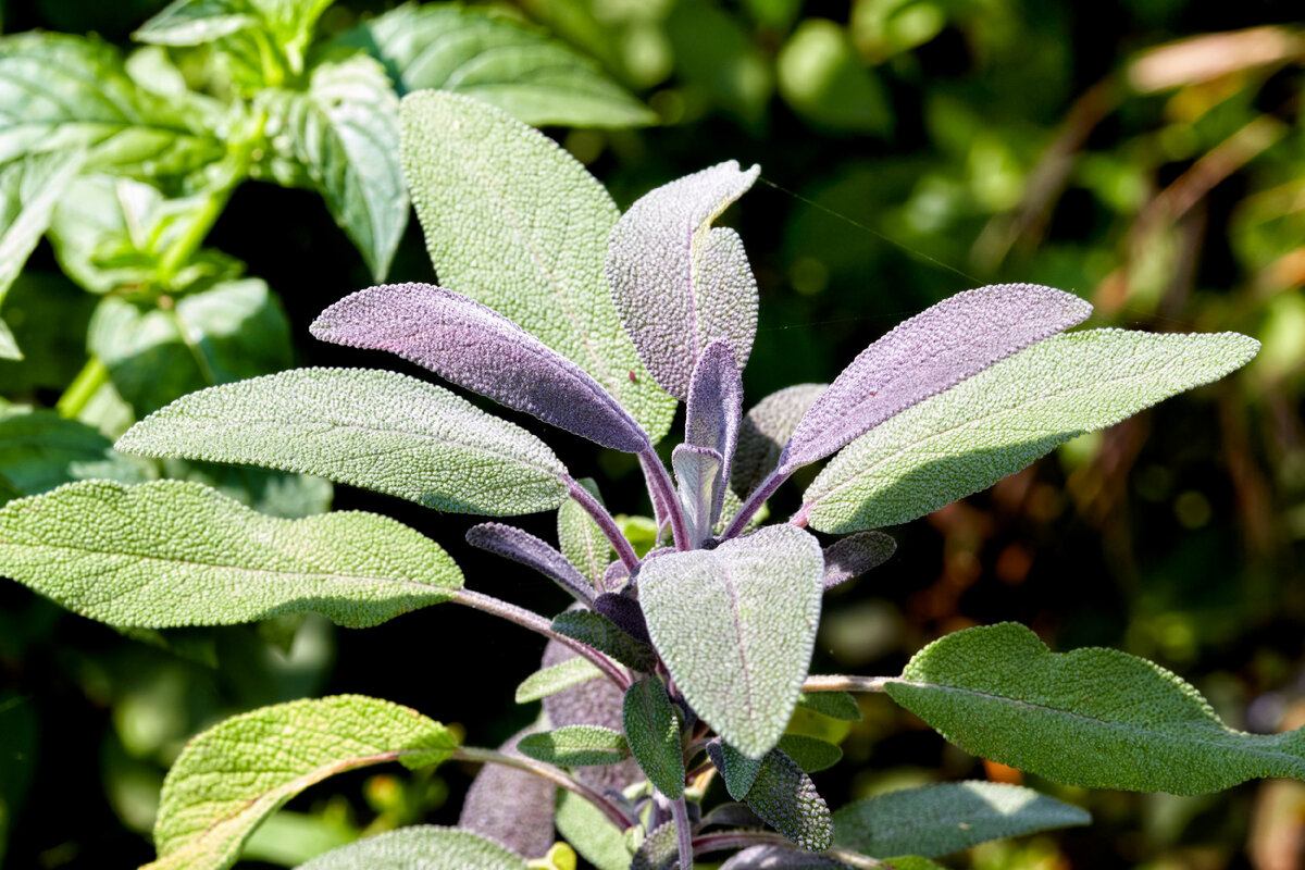 Шалфей Salvia Bumbleberry