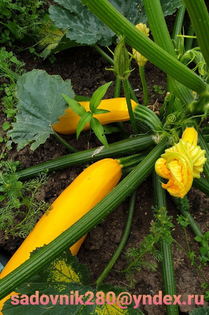 фото автора Алесад.