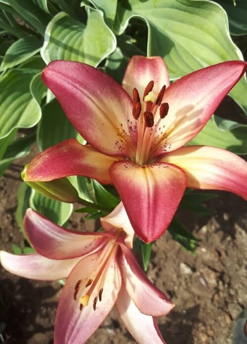 
Дачная красота.

Фото из личного архива. Подписывайтесь, ставьте лайки. Будьте здоровы.
