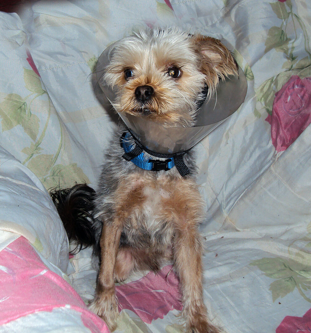 Пришлось надеть воротник