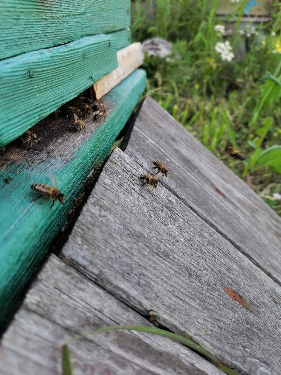 Обычный лет пчёл поздним летним вечером. Фото автора