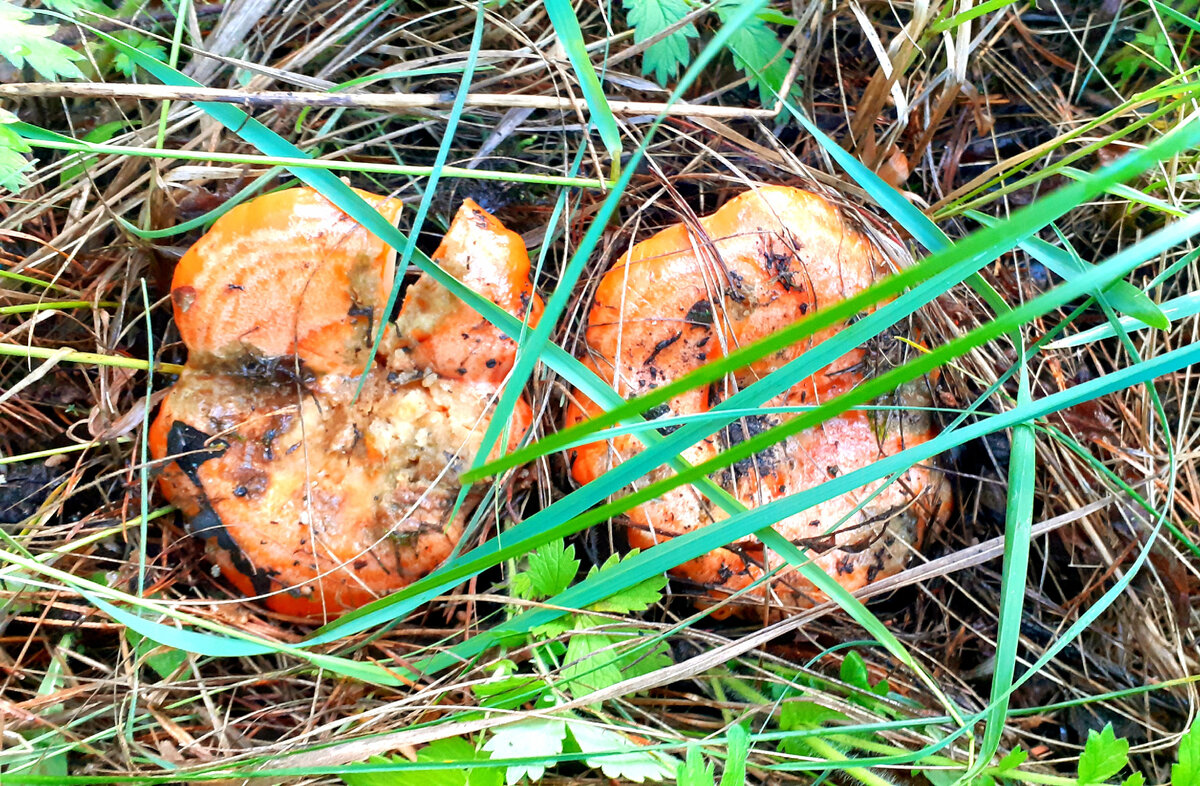 Фото Наталии Борк