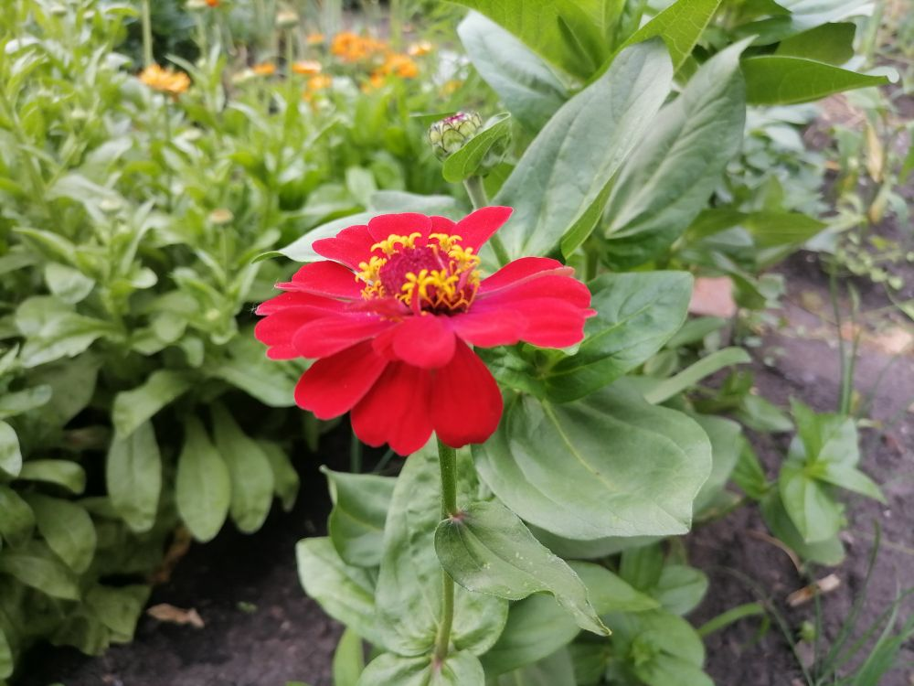 Цинния георгиновидная в начале цветения, фото автора