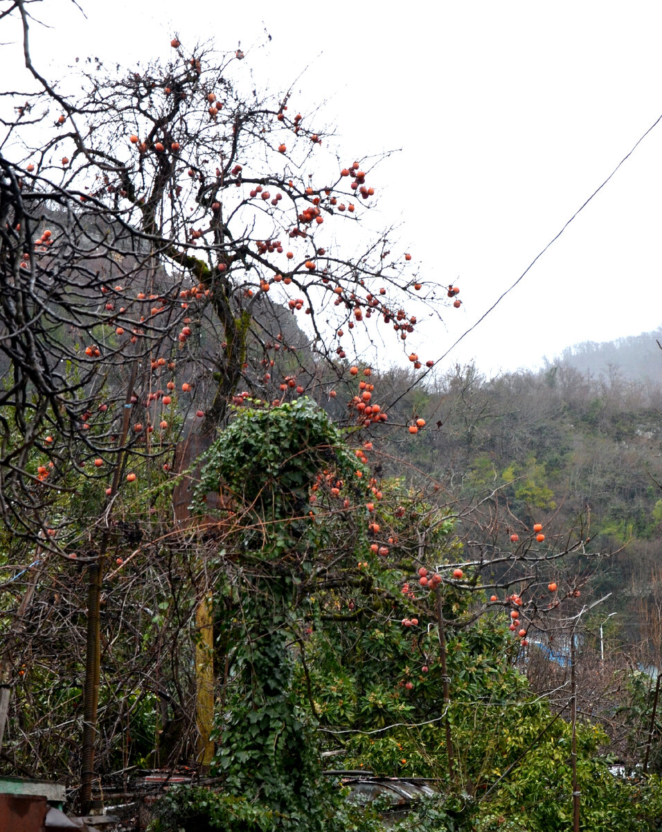Дерево хурмы в Новом Афоне зимой