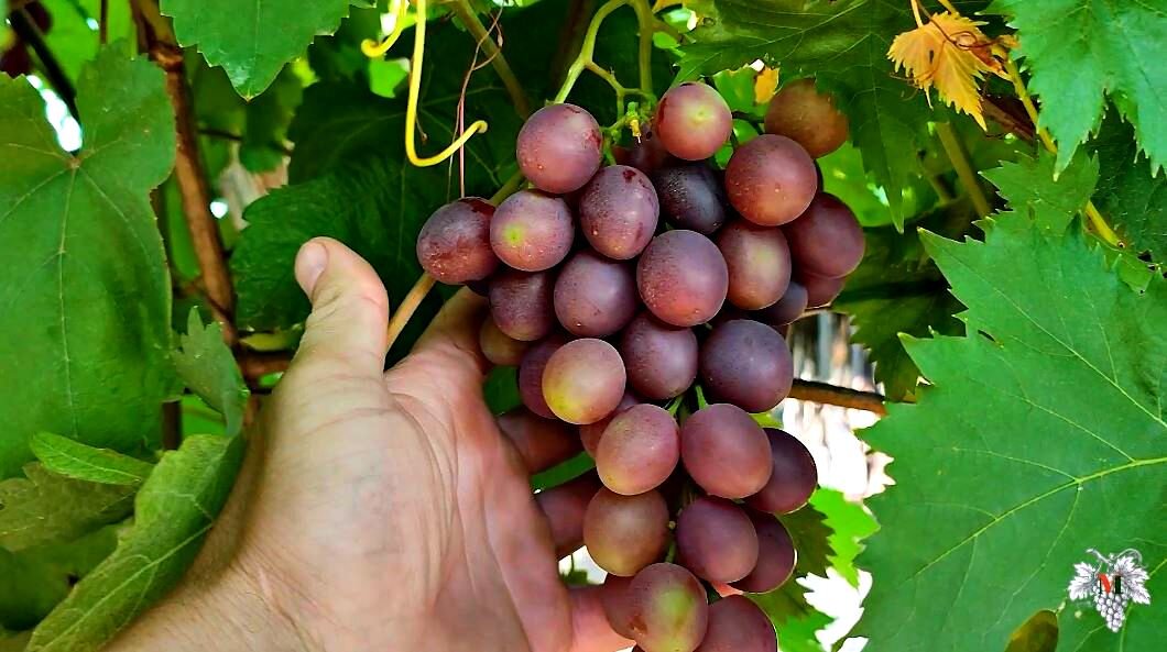 Как победить Оидиум винограда | Виноград VM | Дзен