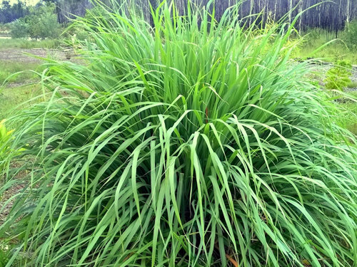 Лемонграсс, как уходовое средство.