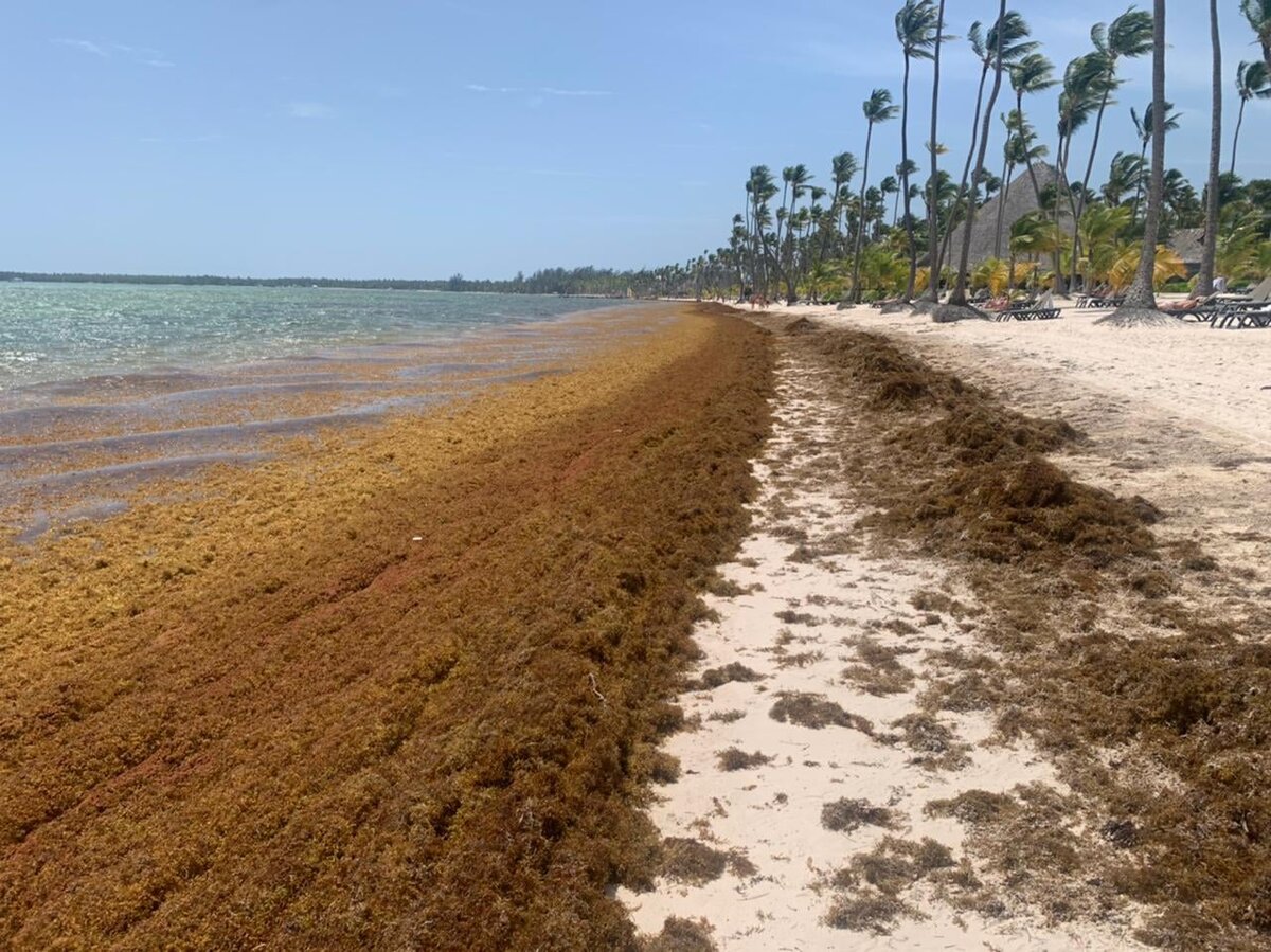 Водоросли на пляжах Доминиканы