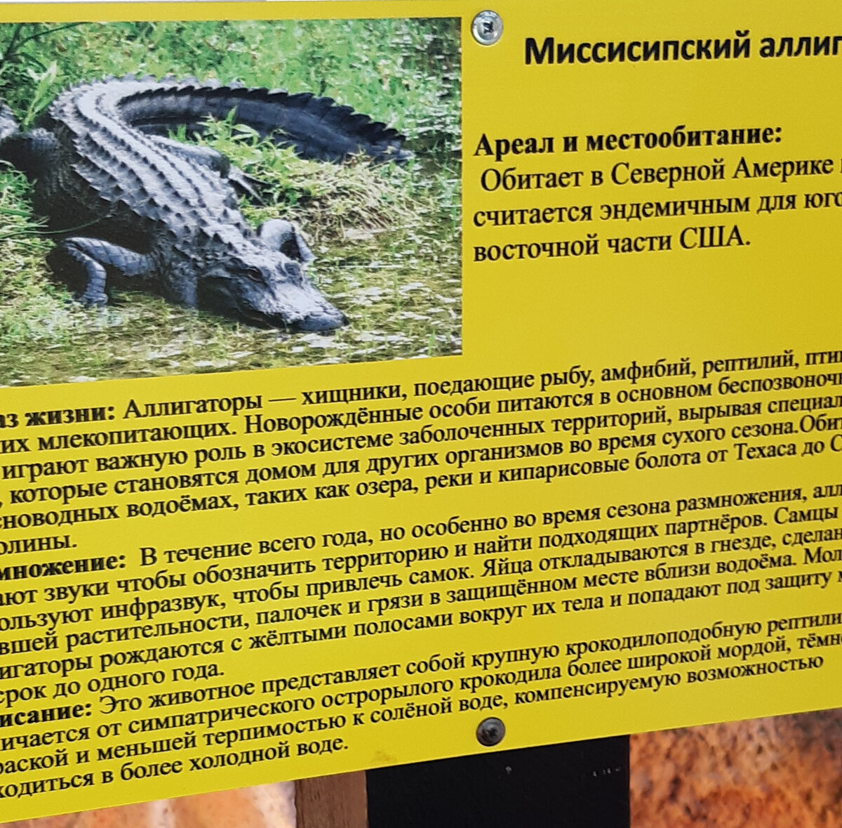 А крокодил-то живой? Что удивило на крокодиловой ферме в Анапе | За Жизнь |  Дзен