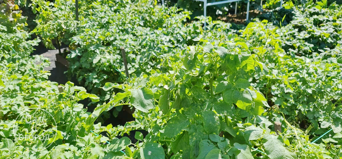 Это мои новые грядки - картофель растет на возвышенности