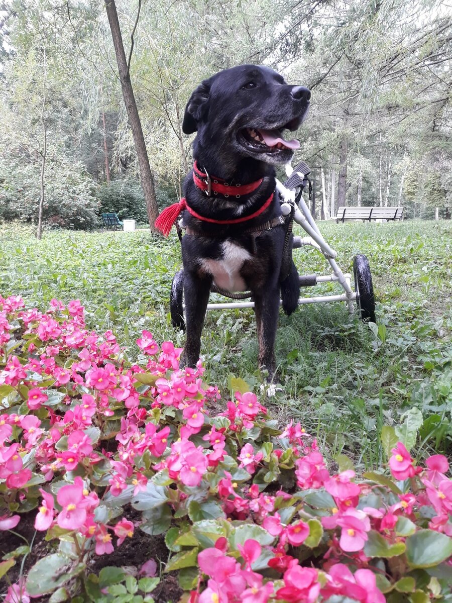 Богор в парке, фото из социальной сети