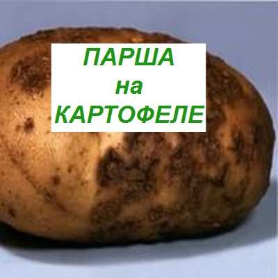 парша на картофеле, как бороться