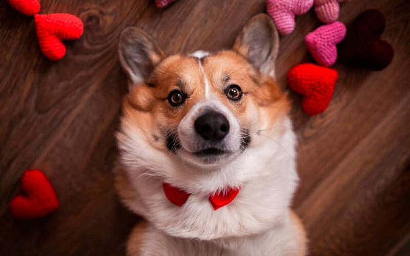 Даже незначительная сумма денег, потраченная человеком не на себя, а на собаку, способна принести обоим невероятное удовлетворение. Фото Nataba/IStock