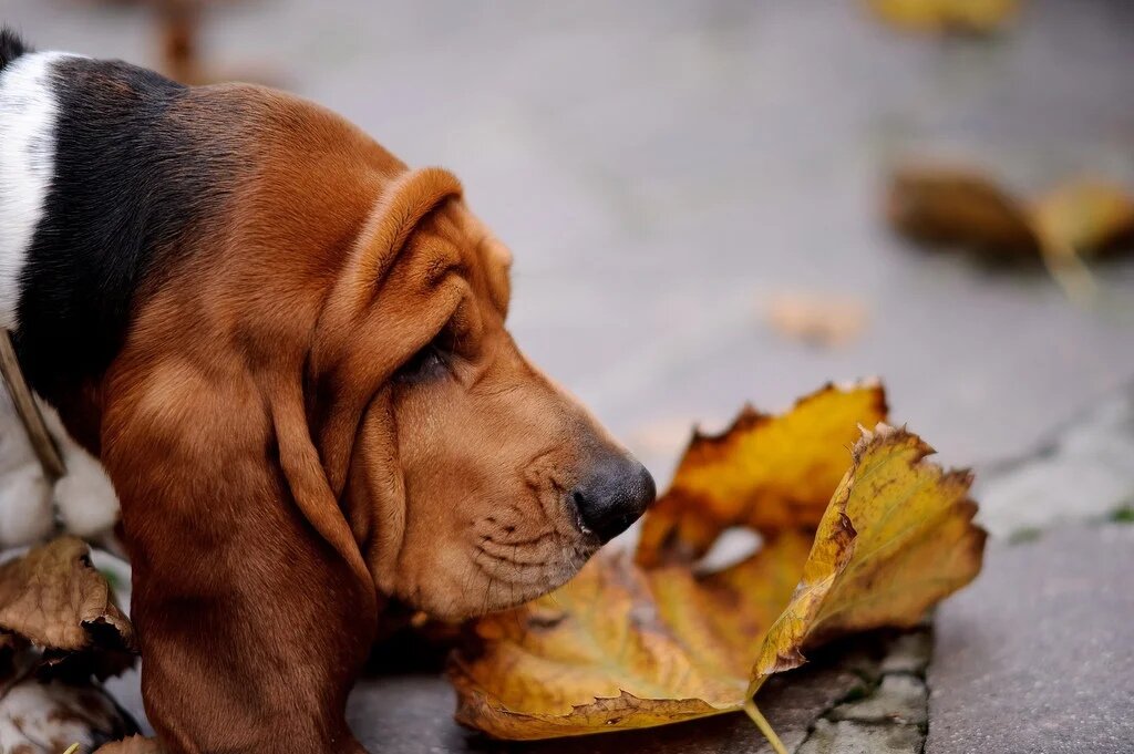 0 dog. Бассет-хаунд на охоте. Собаки с лучшим нюхом. Собака с кленовым листом на попе порода. Бассет наступающий на уши.