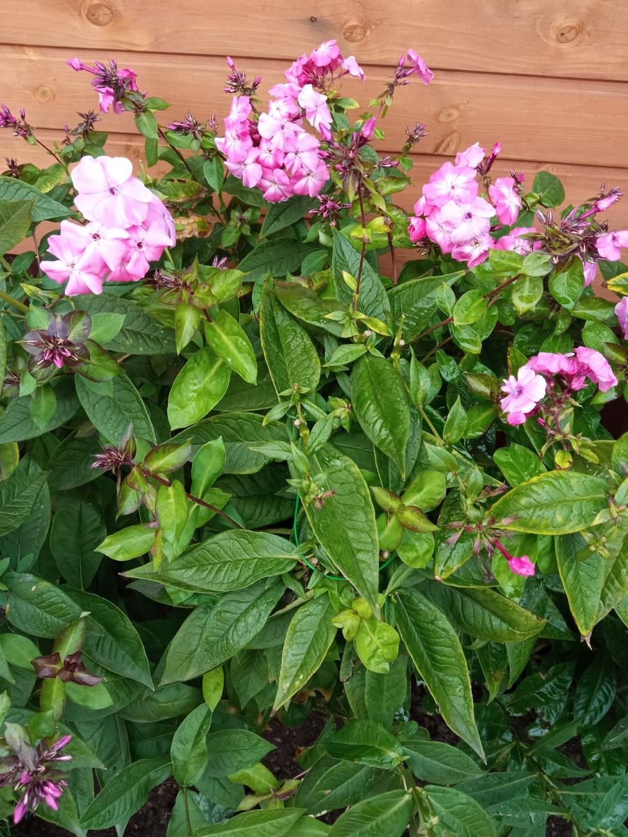 Последние цветочки