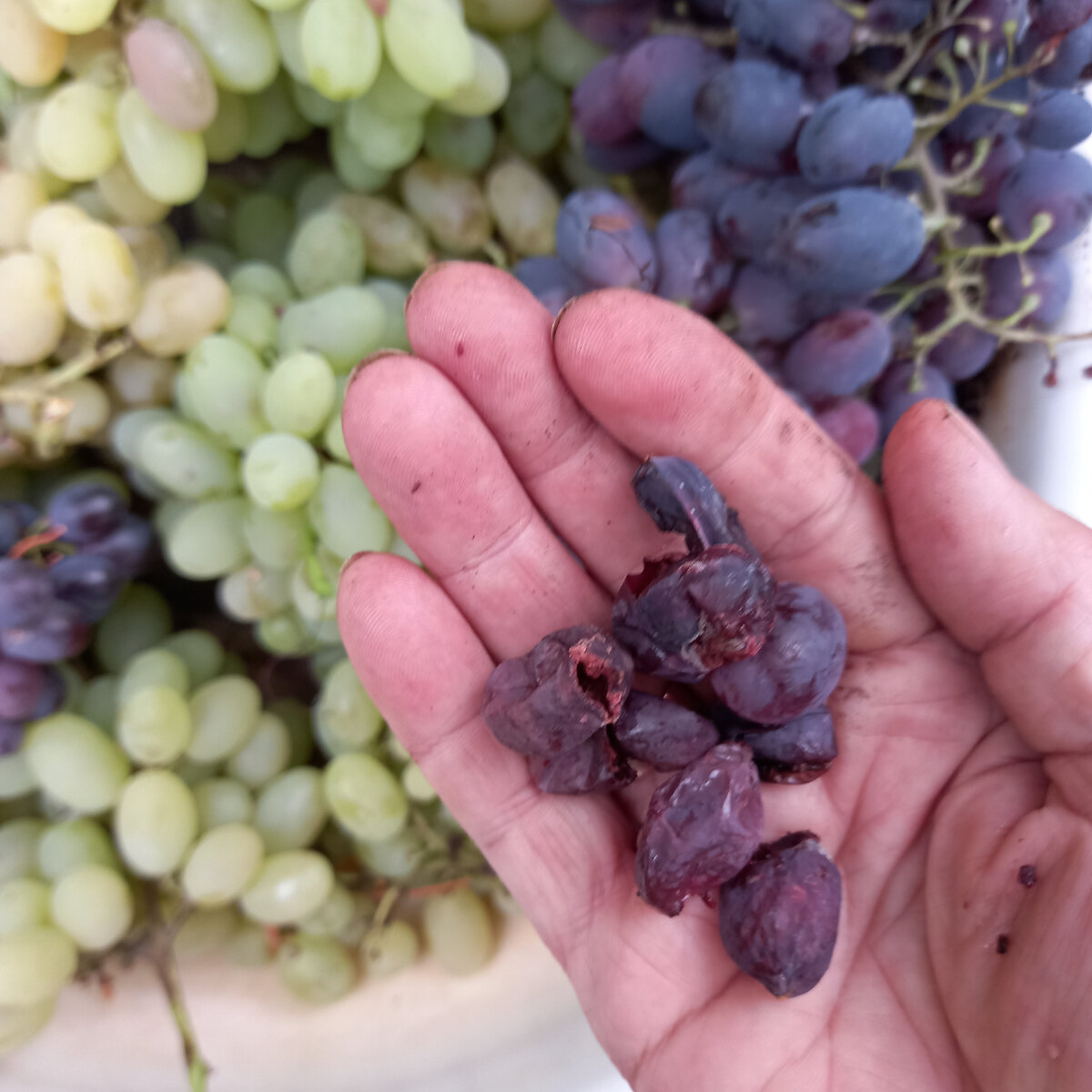 5 простых способов сохранить урожай винограда в домашних условиях до 7месяцев