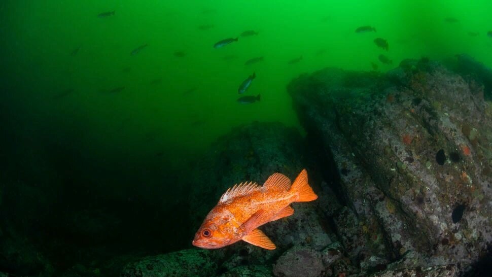 Источник: yandex.ru 