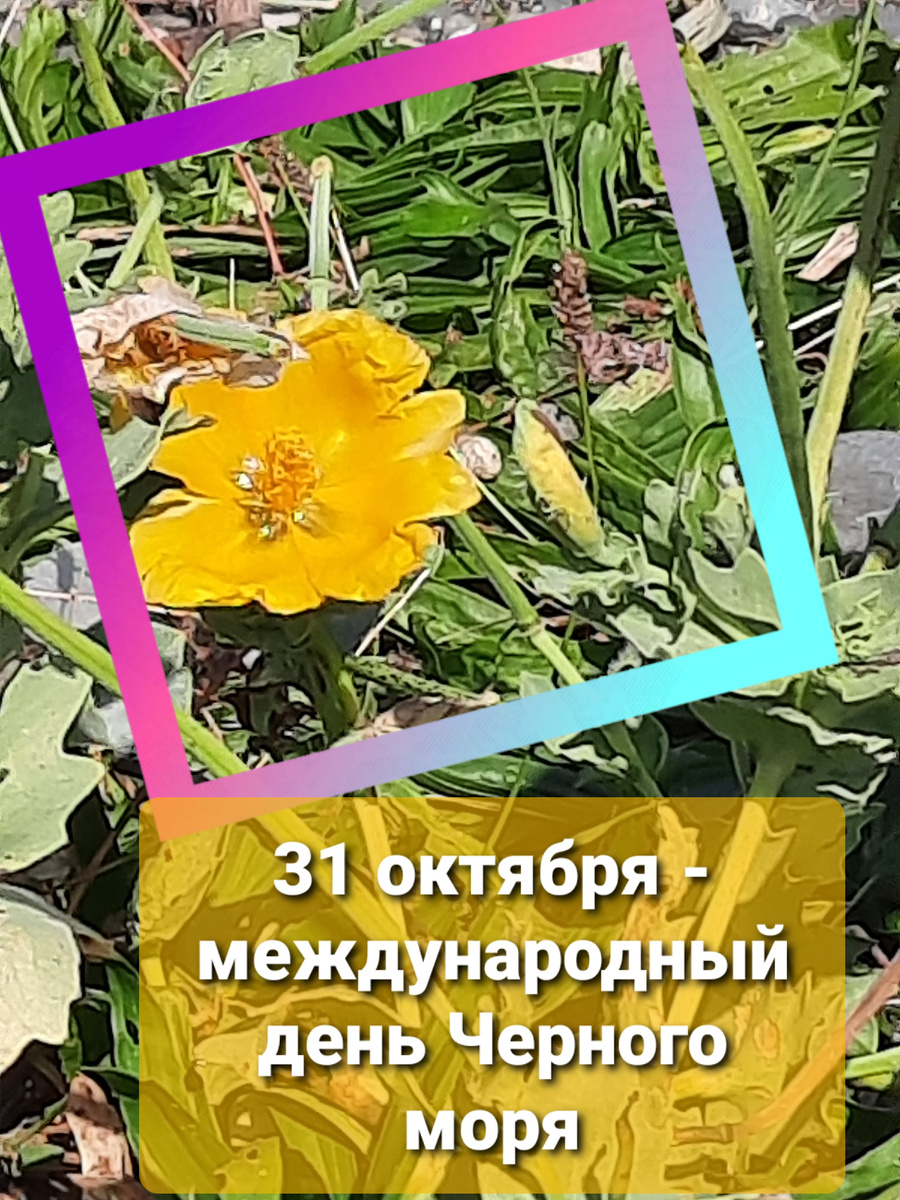 Мачок жёлтый цвете в мае-июне, но решил поравать всех и в день Черного моря!