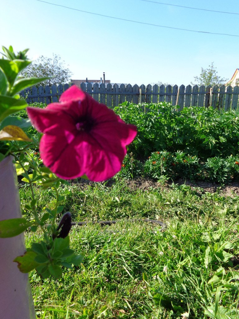 лета в ленту