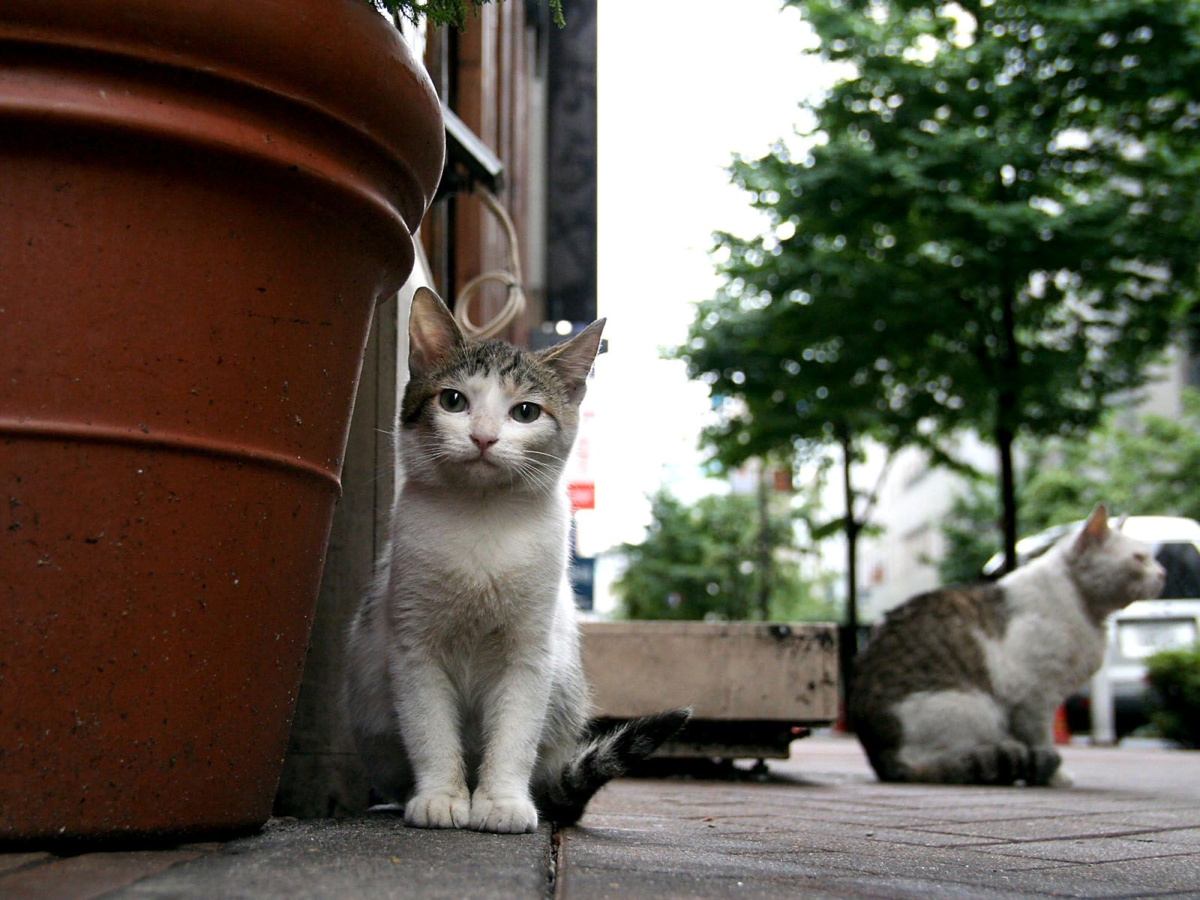 Котика 1 поставь. Кошка на улице. Уличные котята. Бездомные коты. Уличный кот.