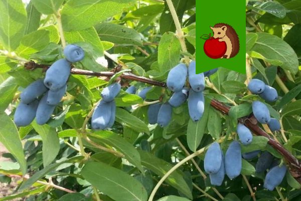 5 признаков плохого места для выращивания жимолости: где она будет хуже плодоносить и давать мелкие и горкьие ягоды1