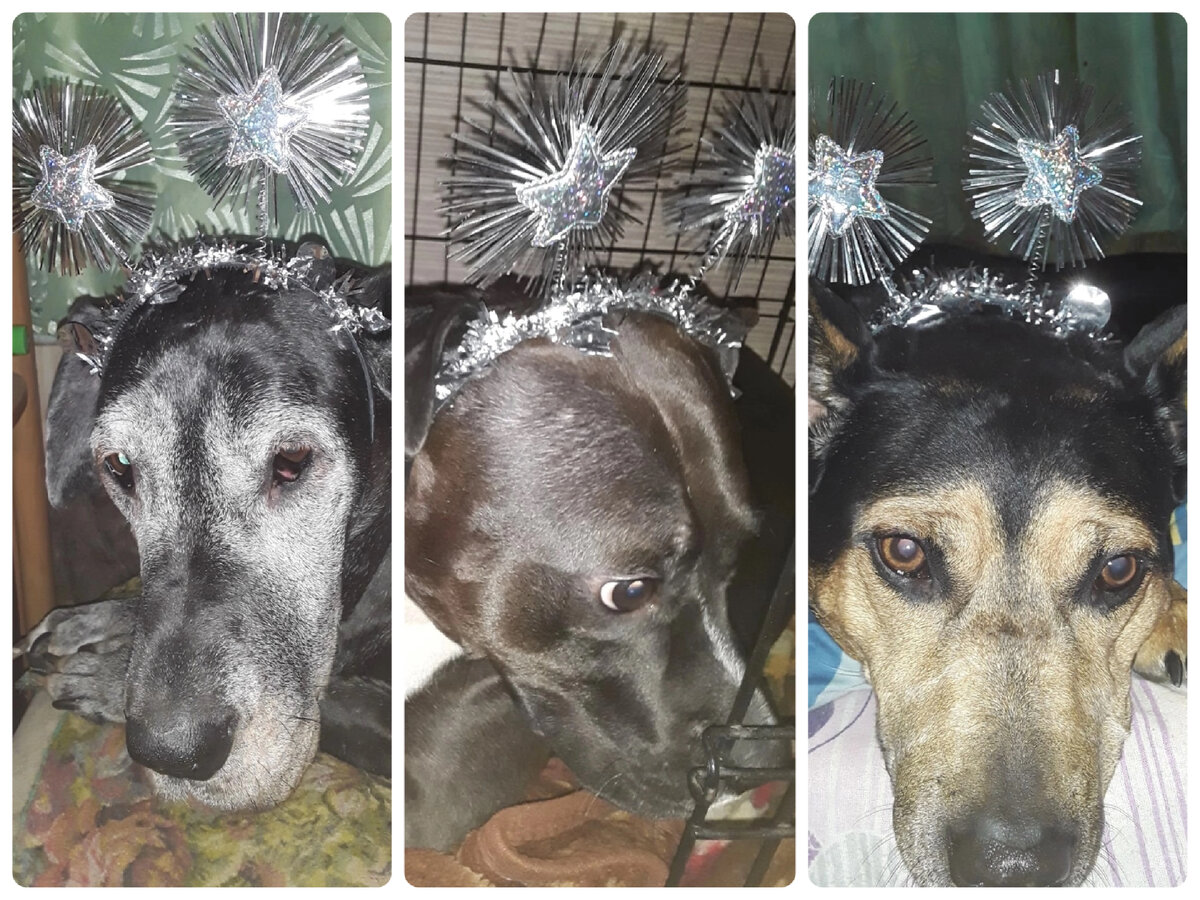 Гримм и его семья к новому году готовы!