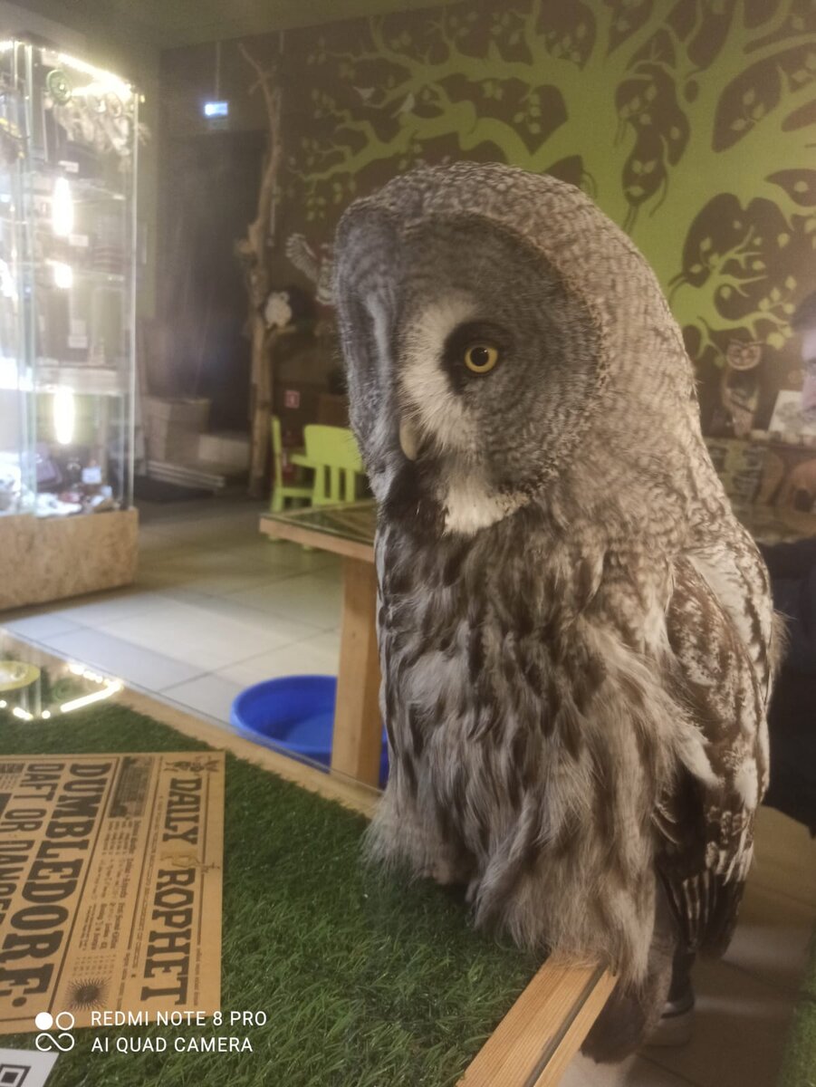 Сова села за столик