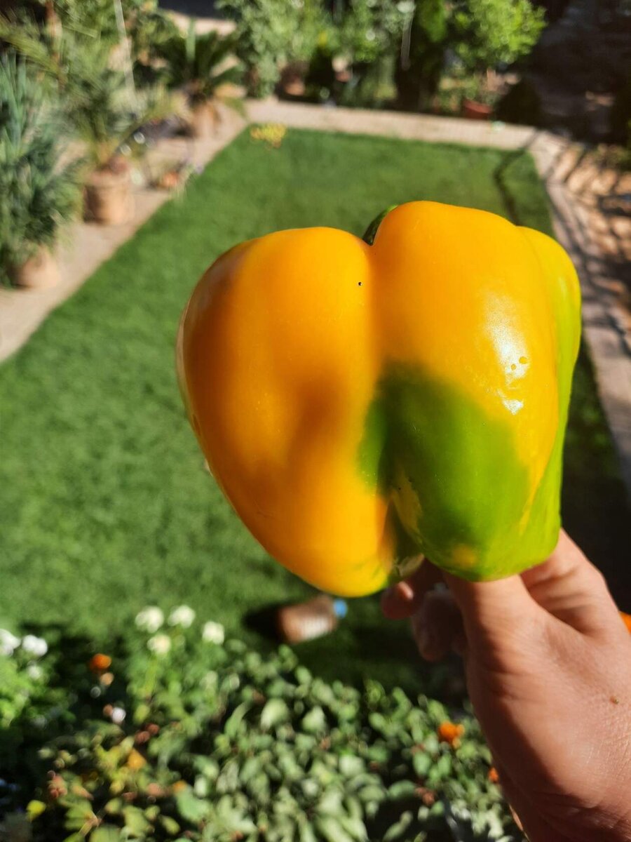 Этот перец я вырастила сама