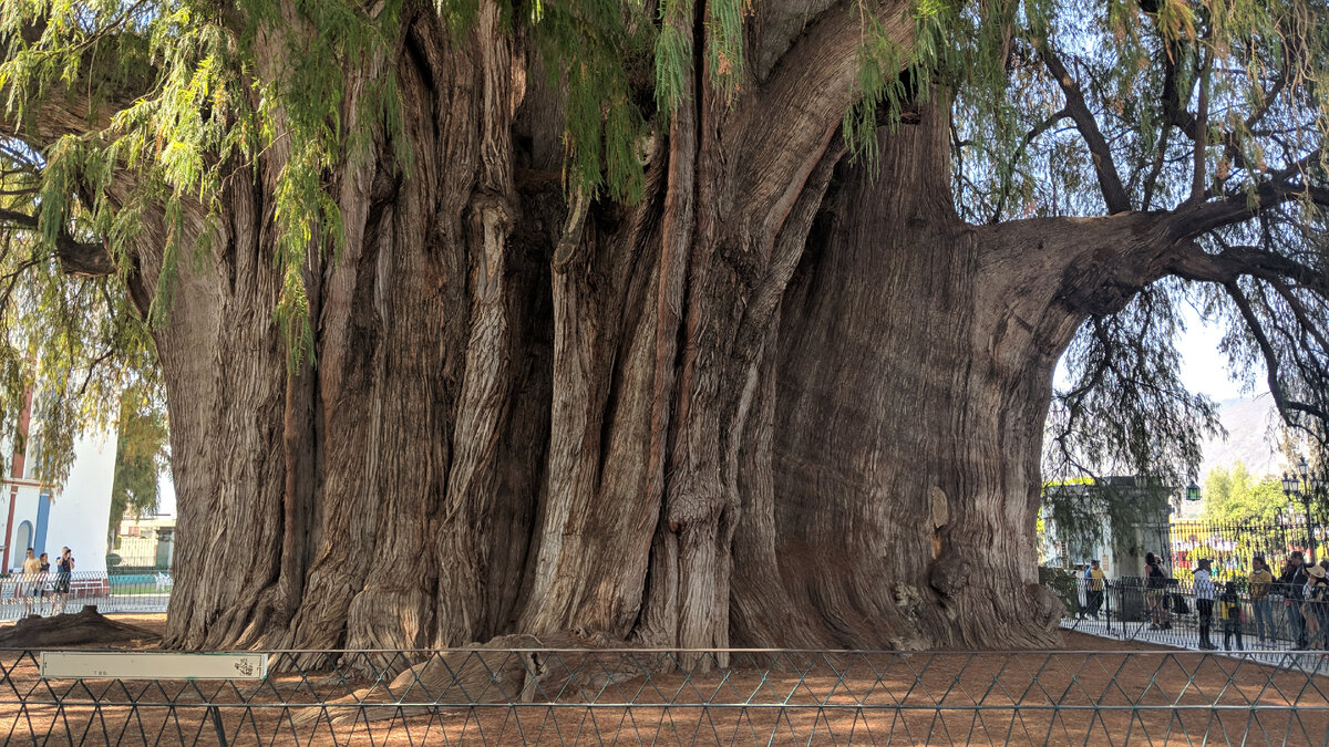 Таксодиум мексиканский дерево Туле
